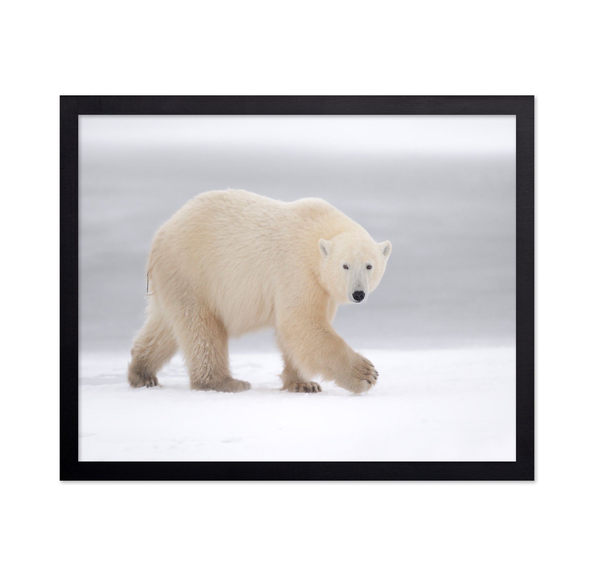 Walking Polar Bear