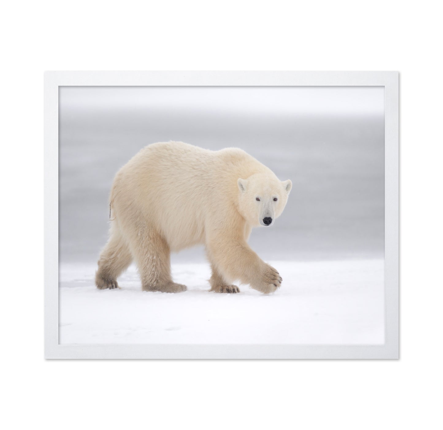 Walking Polar Bear