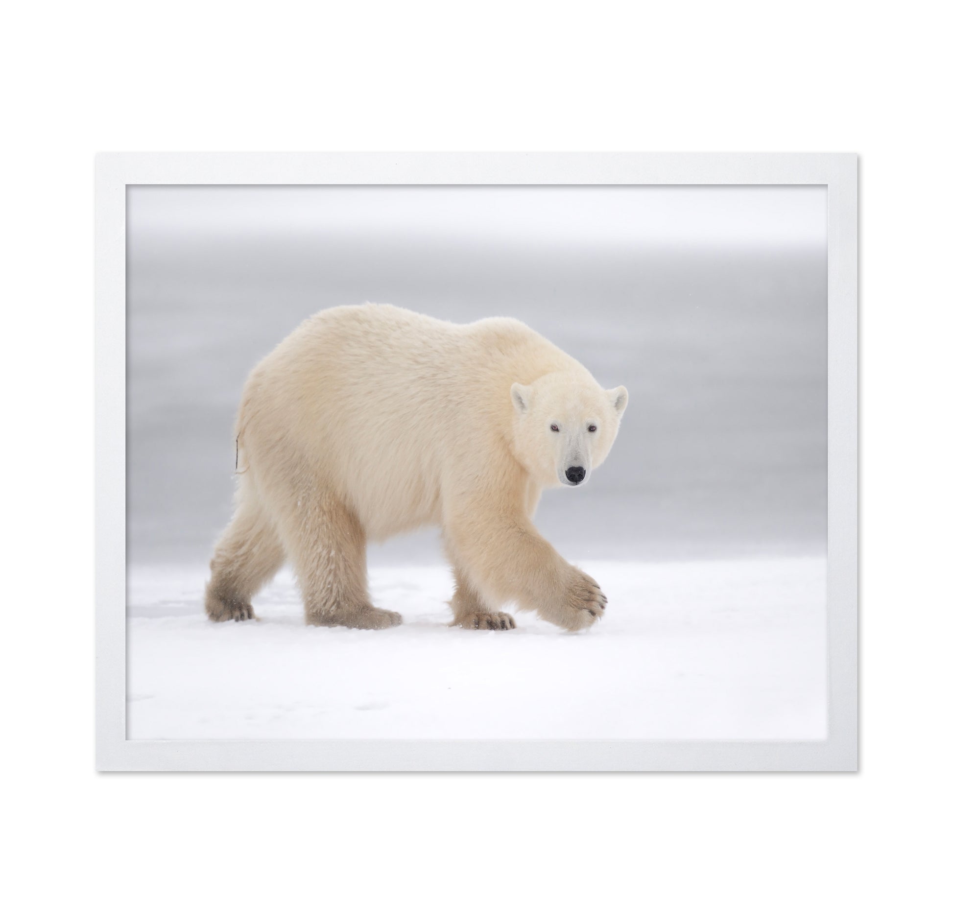 Walking Polar Bear