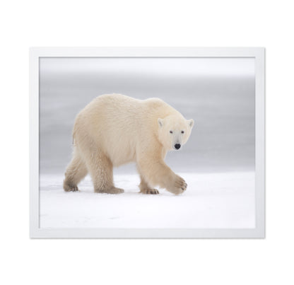 Walking Polar Bear