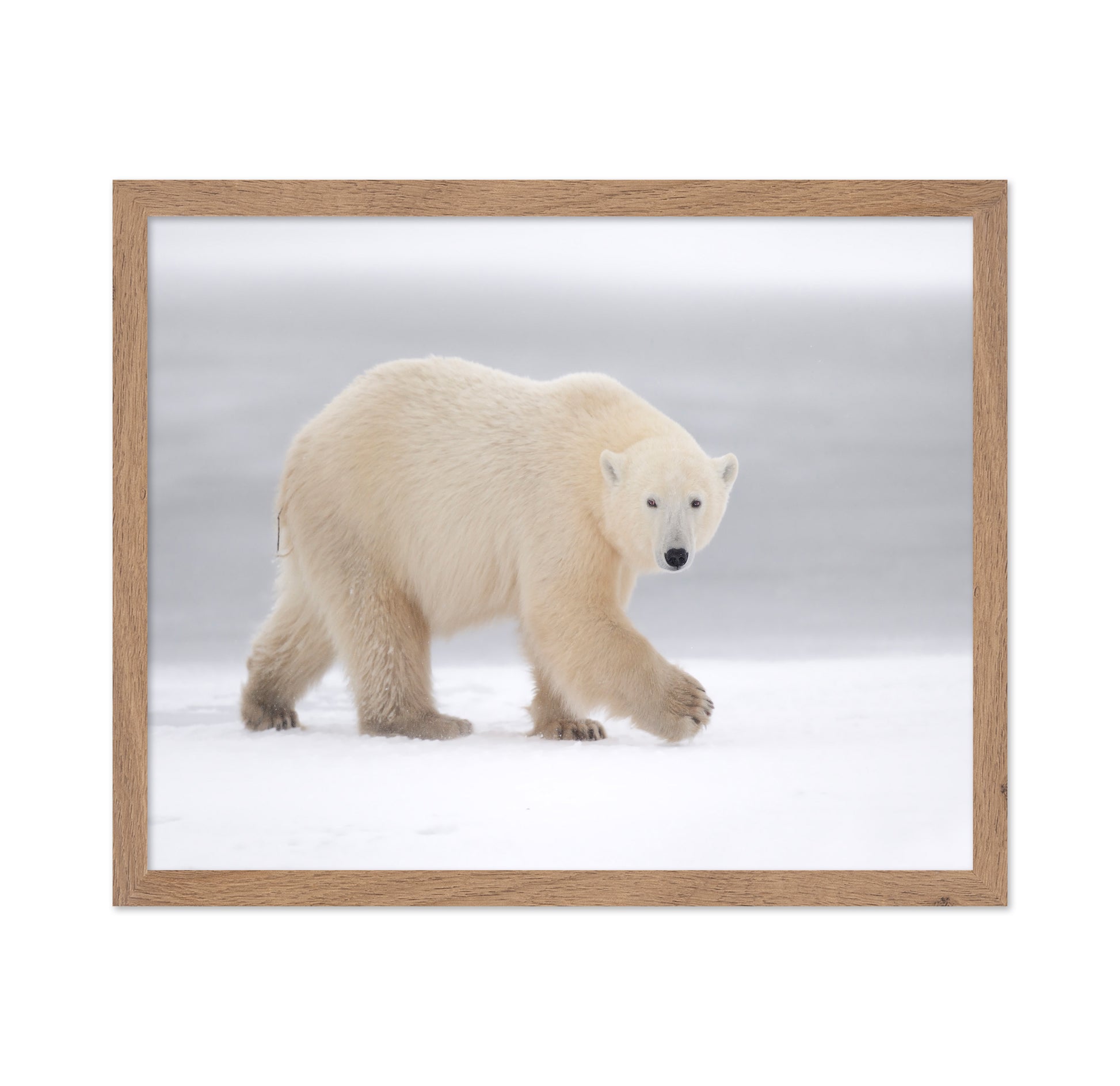 Walking Polar Bear