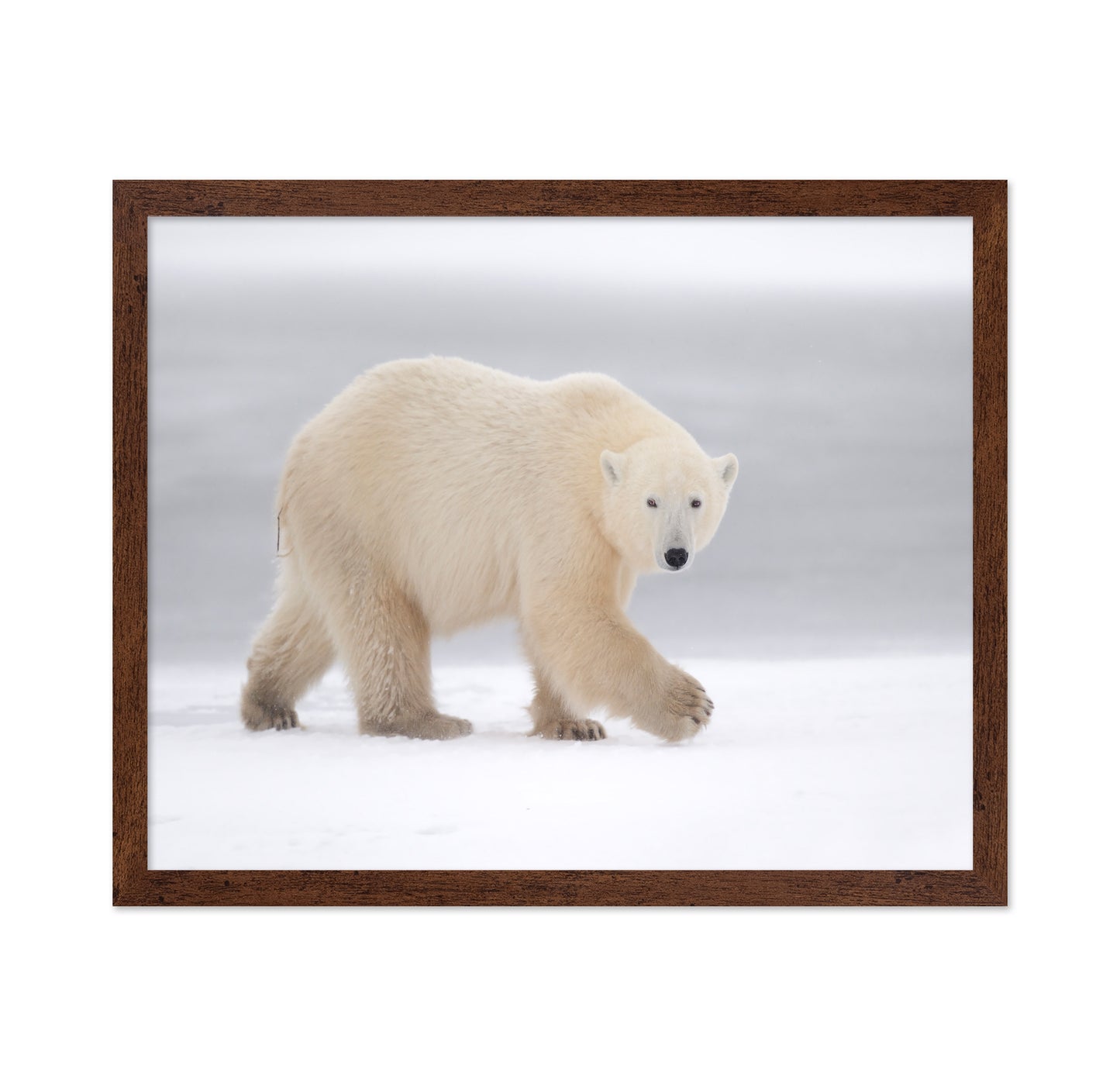 Walking Polar Bear