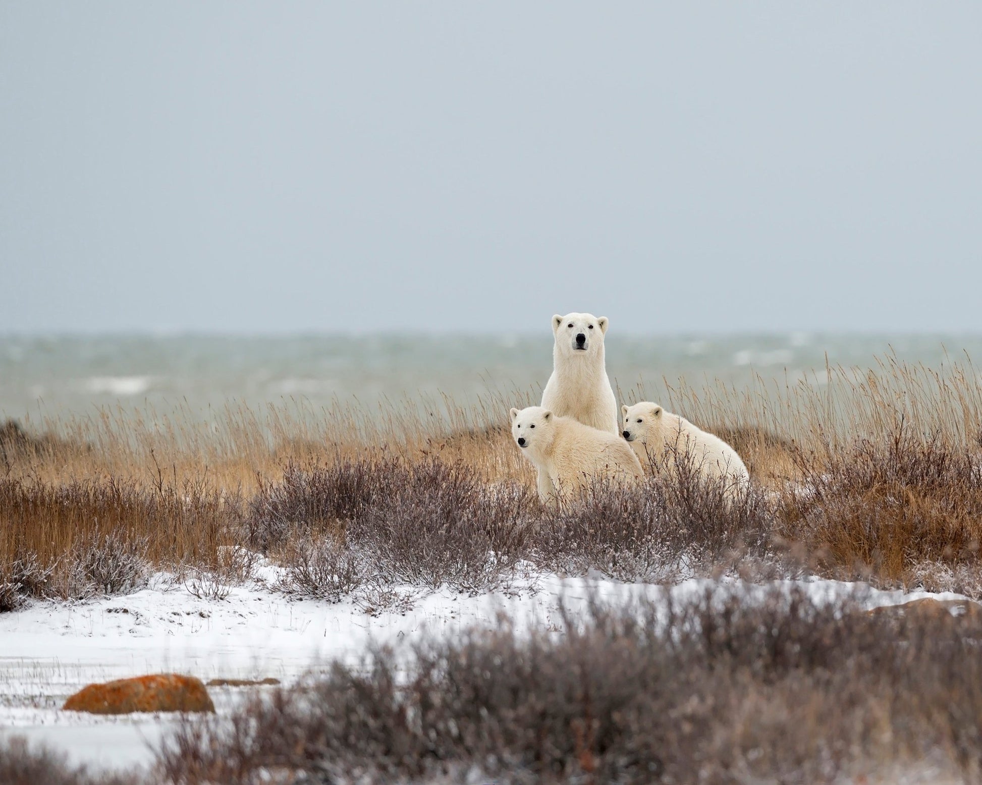 Polar Bear Family No1