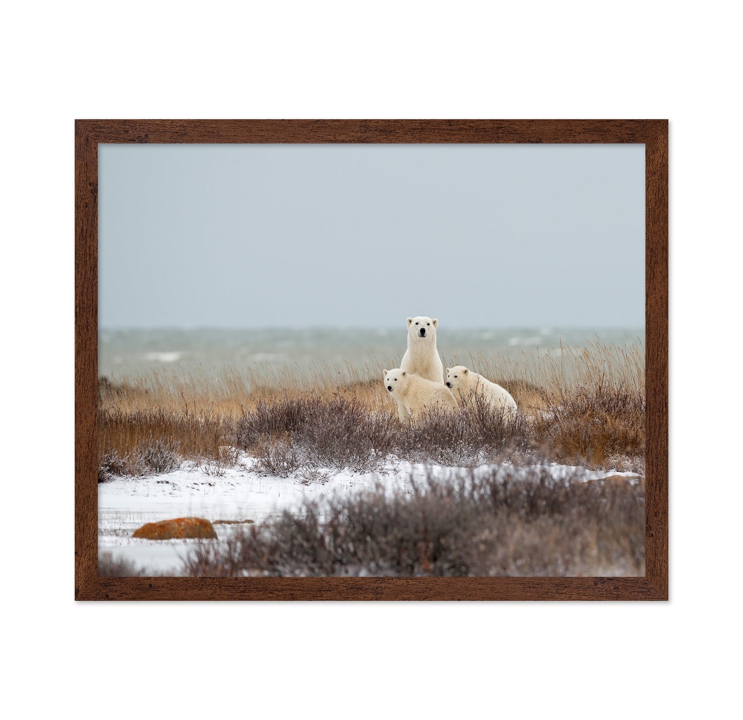 Polar Bear Family No1