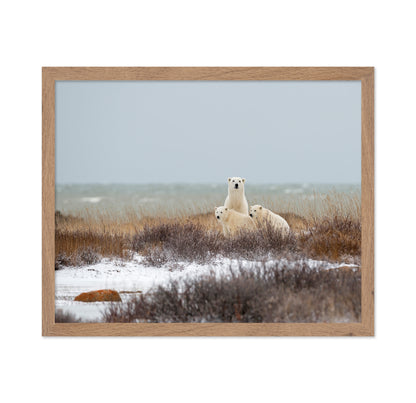 Polar Bear Family No1