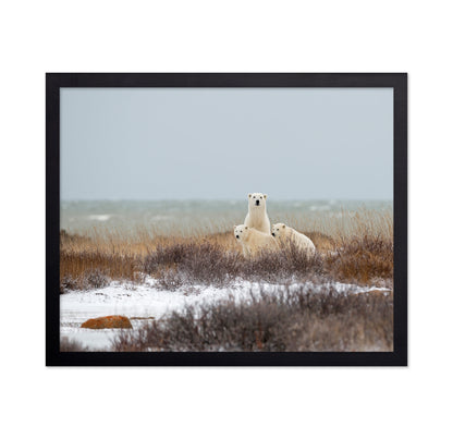 Polar Bear Family No1