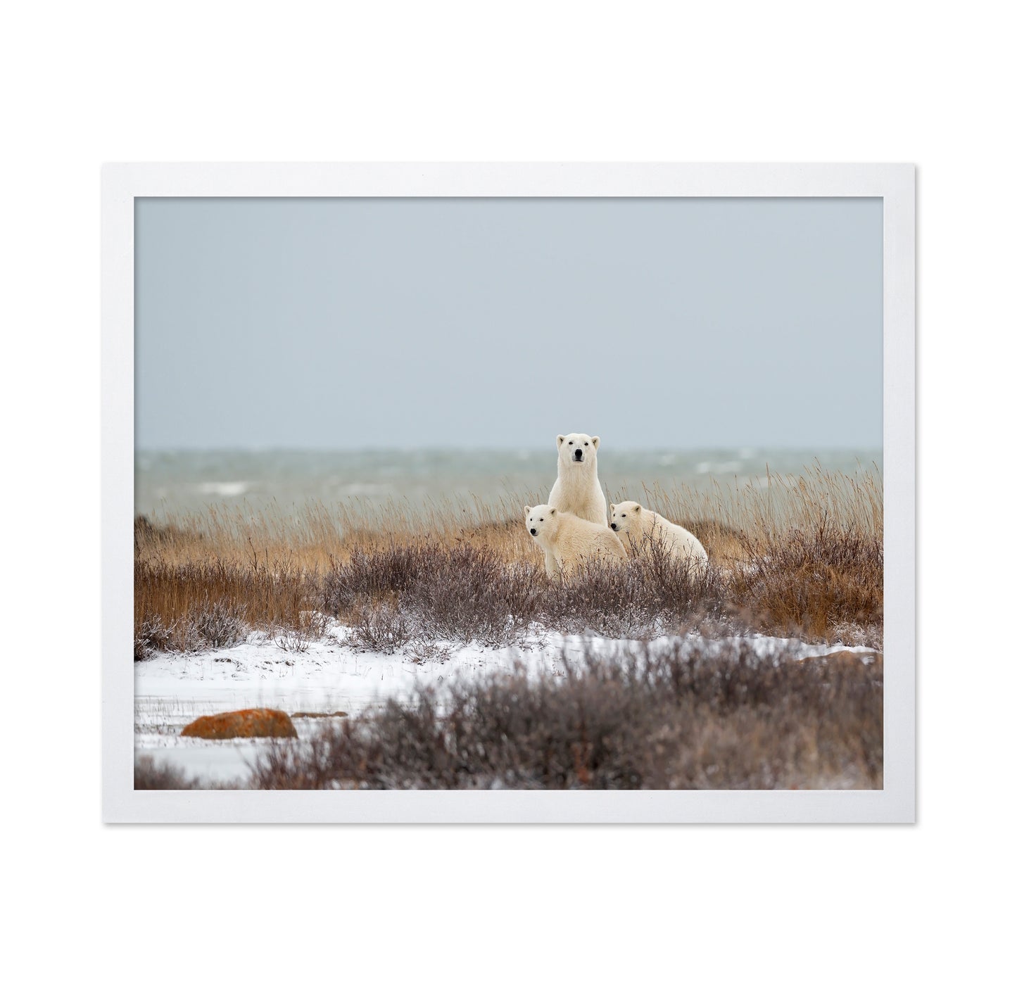 Polar Bear Family No1