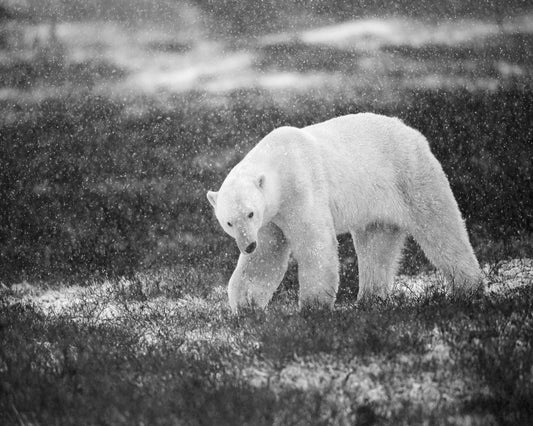 Polar Bear in Snowfall