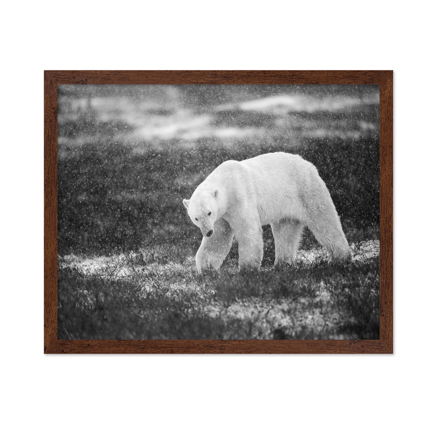 Polar Bear in Snowfall