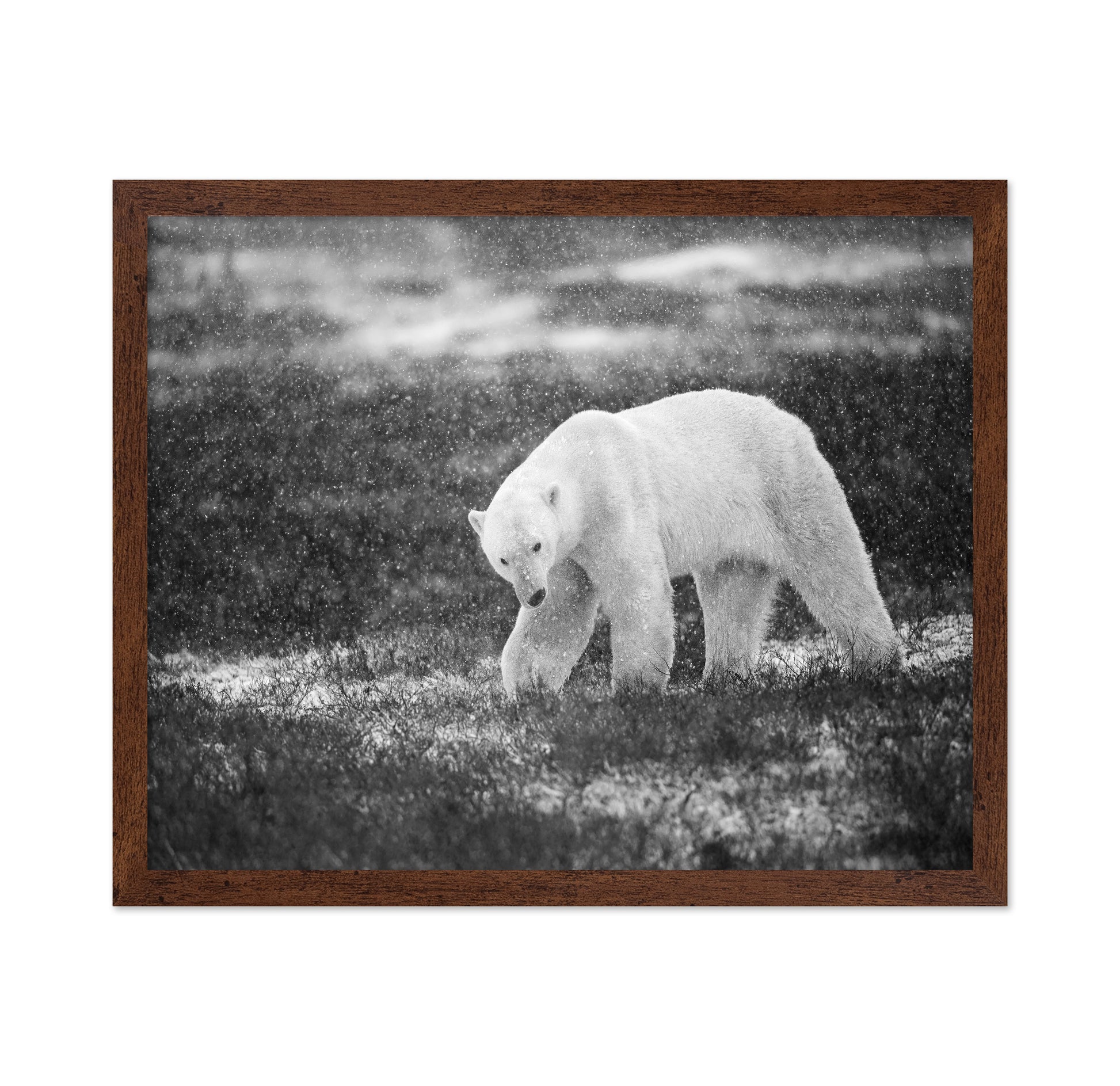 Polar Bear in Snowfall