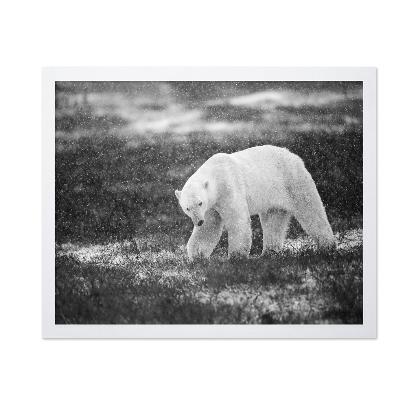 Polar Bear in Snowfall