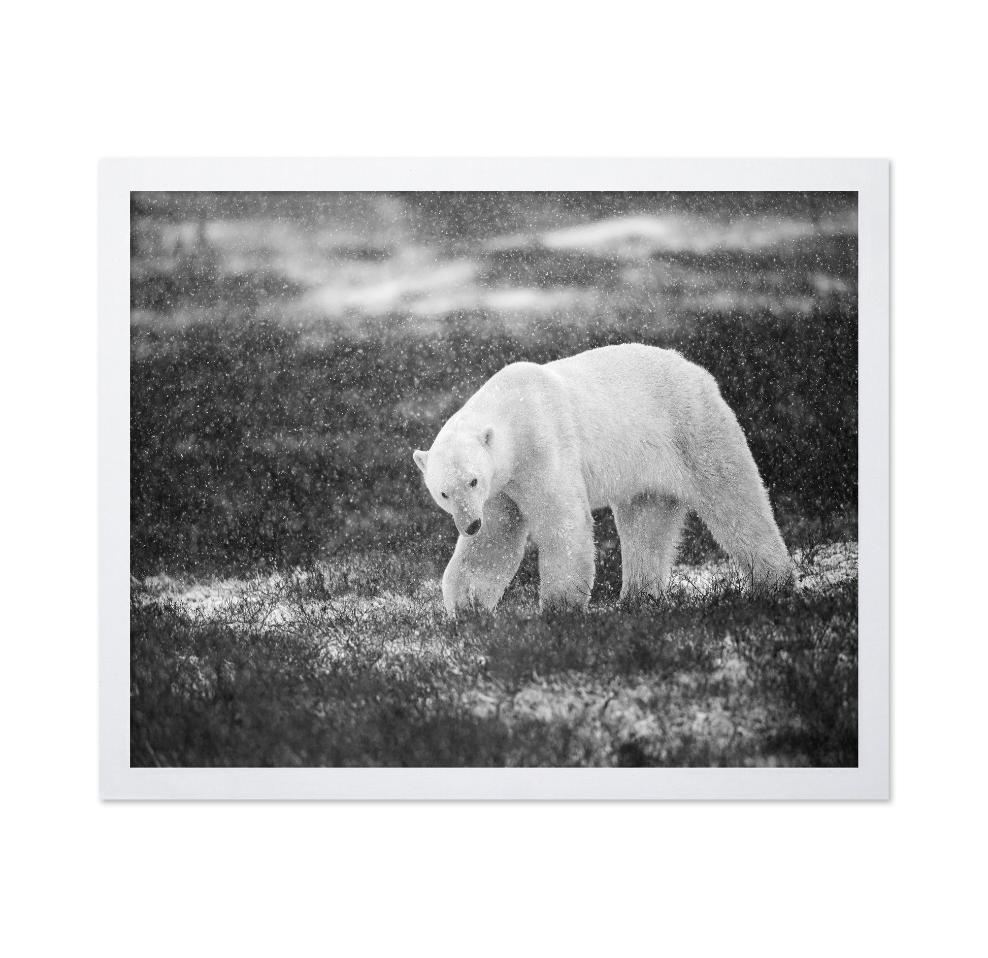 Polar Bear in Snowfall