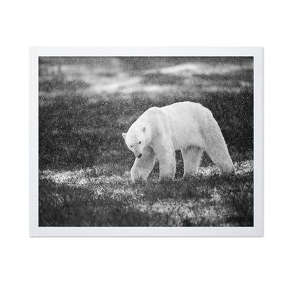 Polar Bear in Snowfall