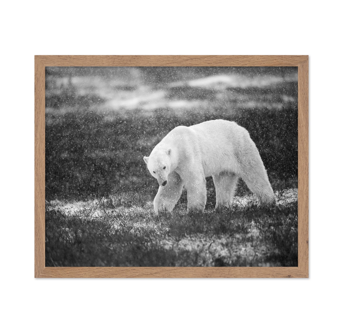 Polar Bear in Snowfall