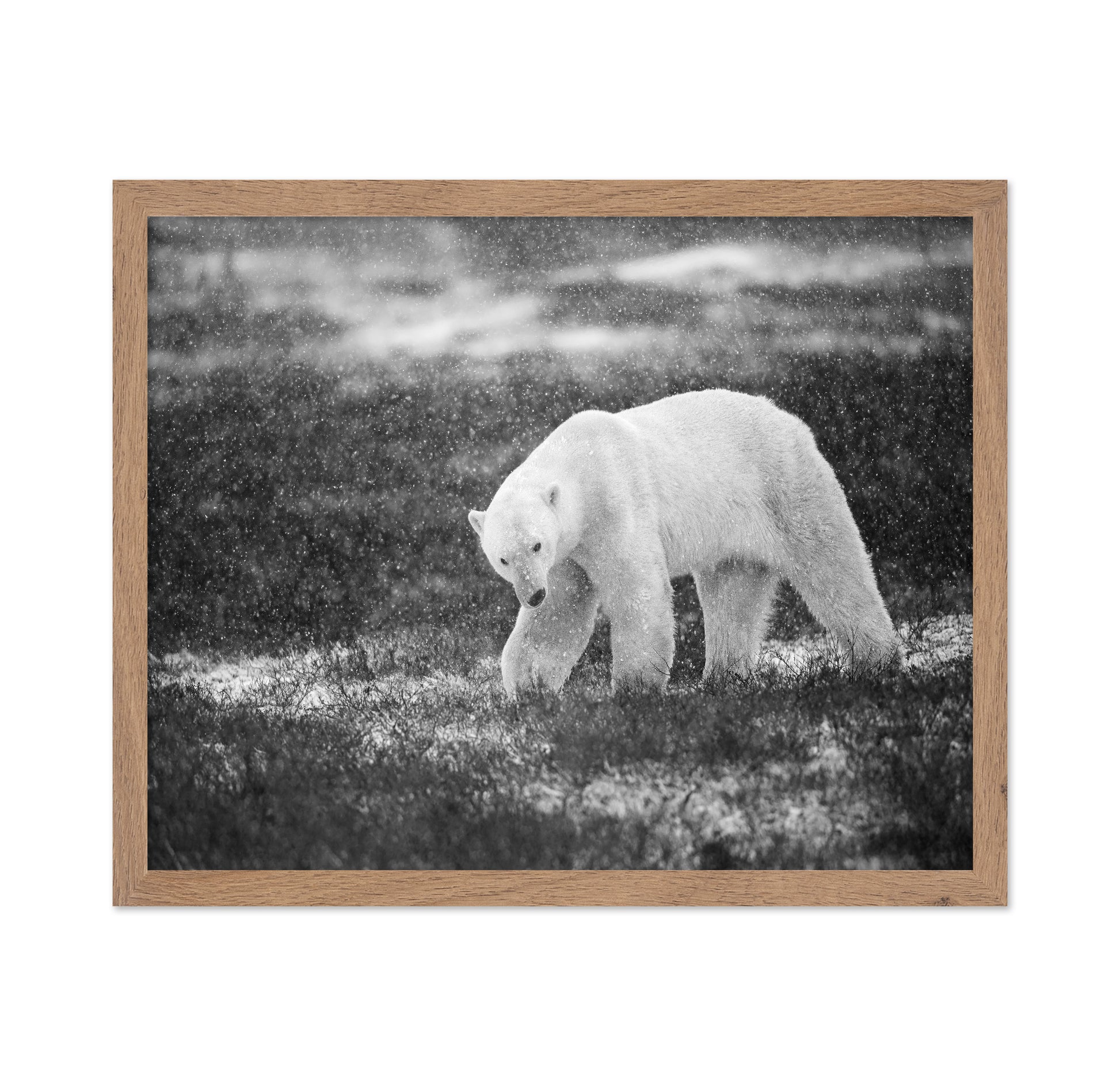 Polar Bear in Snowfall