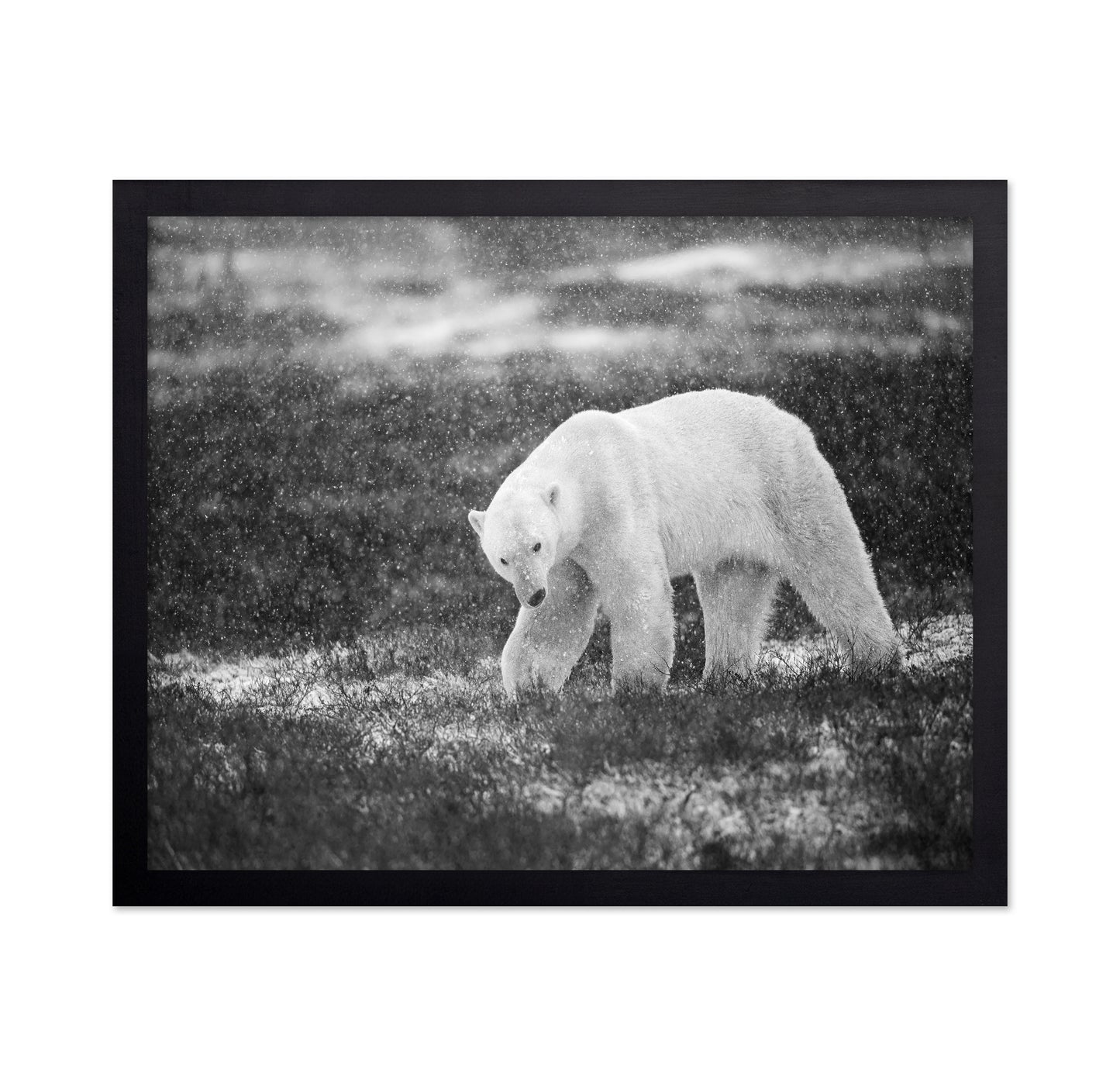 Polar Bear in Snowfall