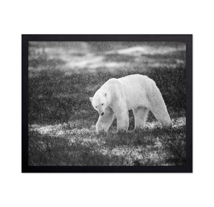 Polar Bear in Snowfall