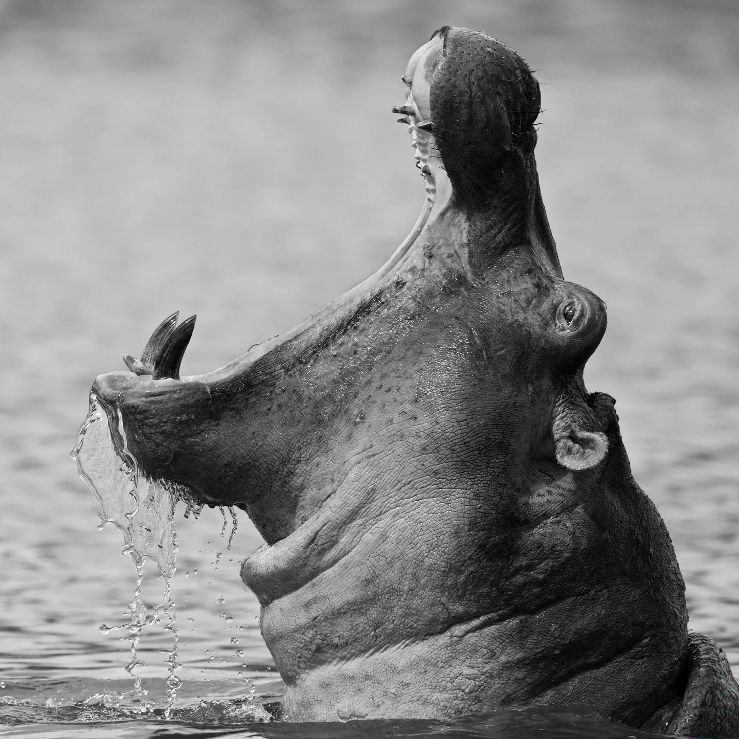 Yawning Hippopotamus