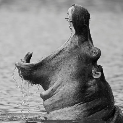 Yawning Hippopotamus