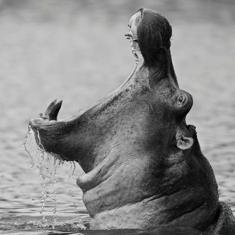 Yawning Hippopotamus