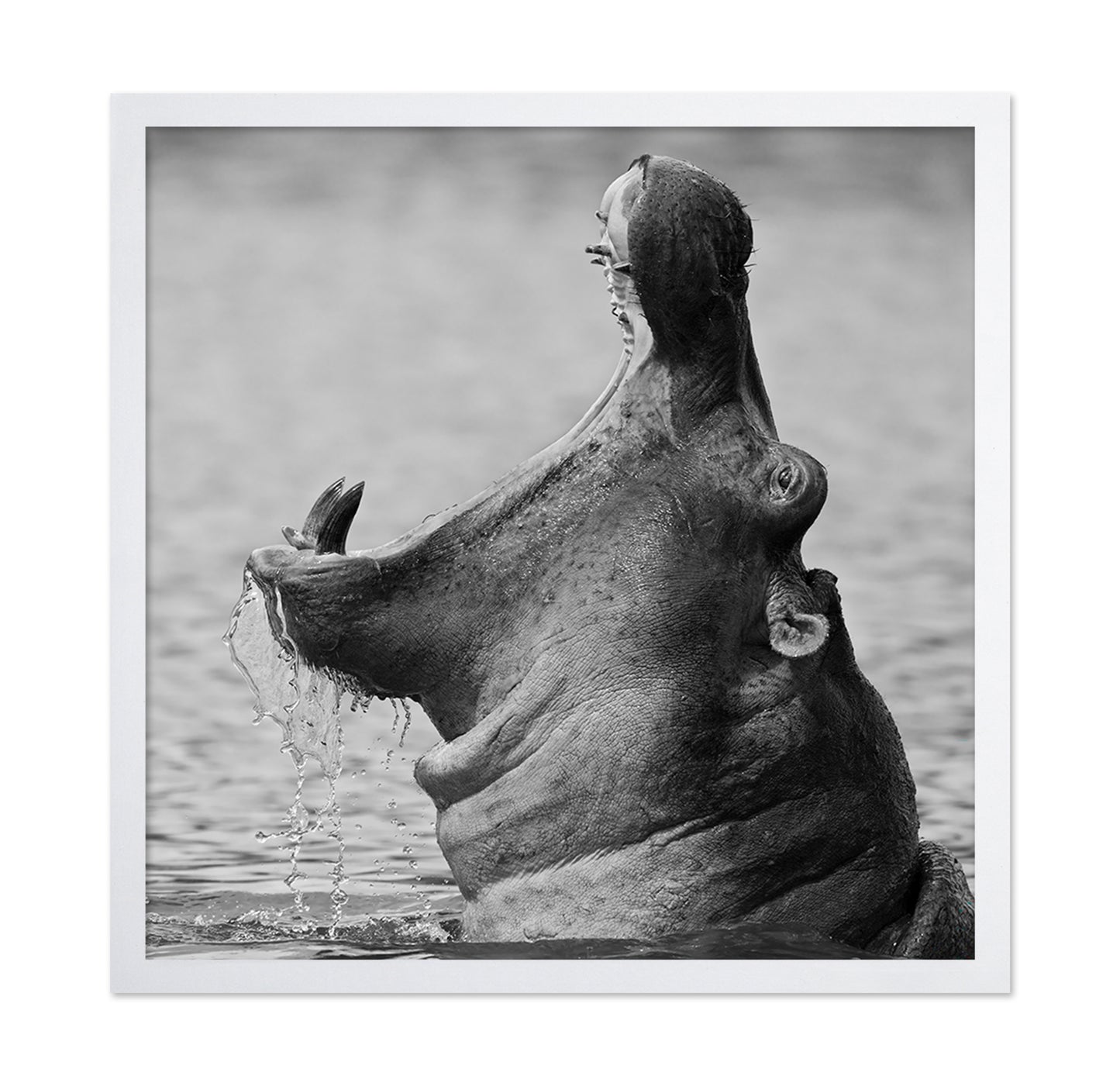 Yawning Hippopotamus