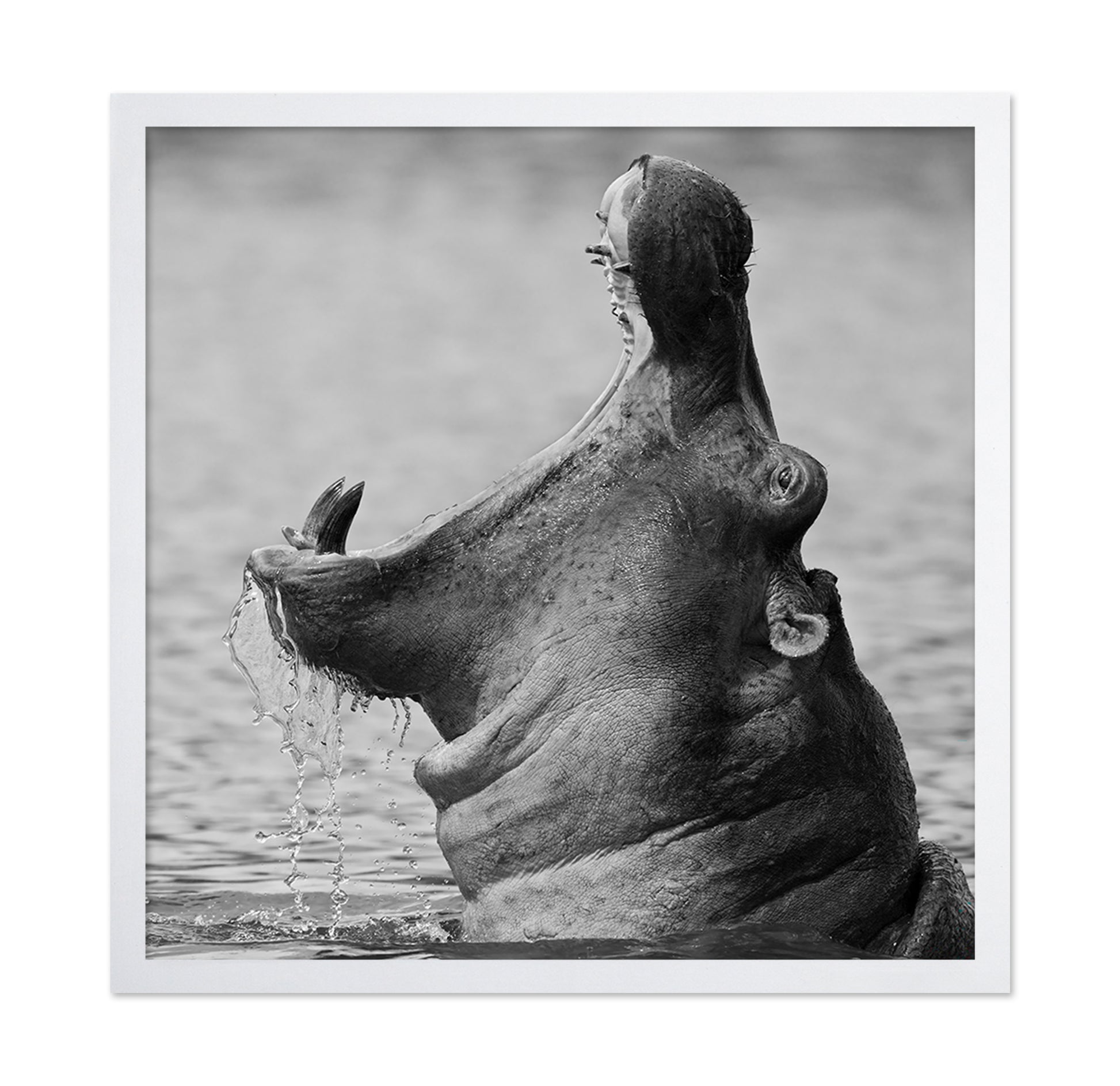 Yawning Hippopotamus