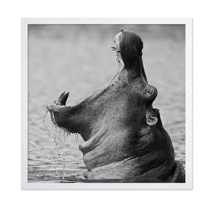 Yawning Hippopotamus