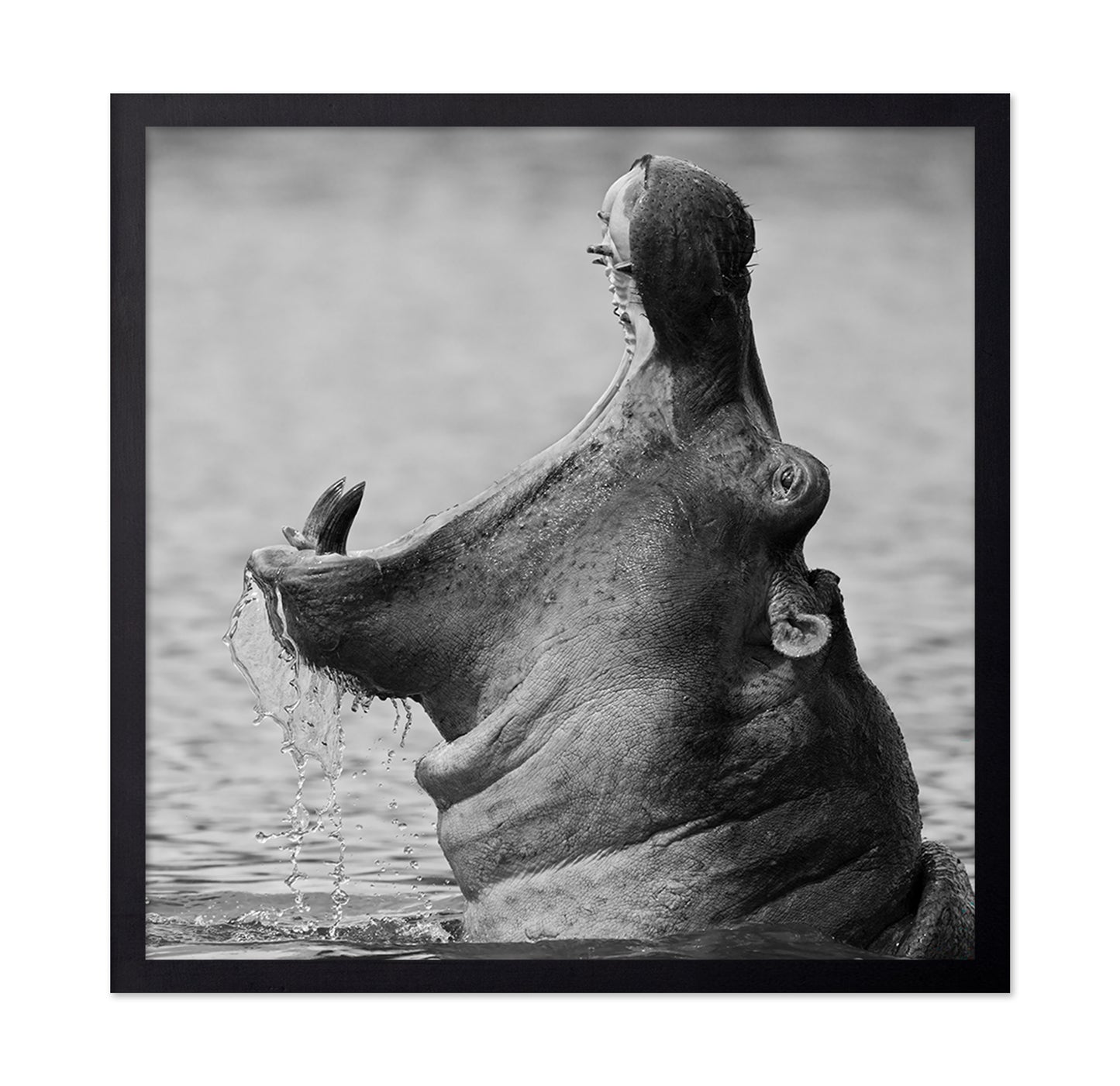 Yawning Hippopotamus