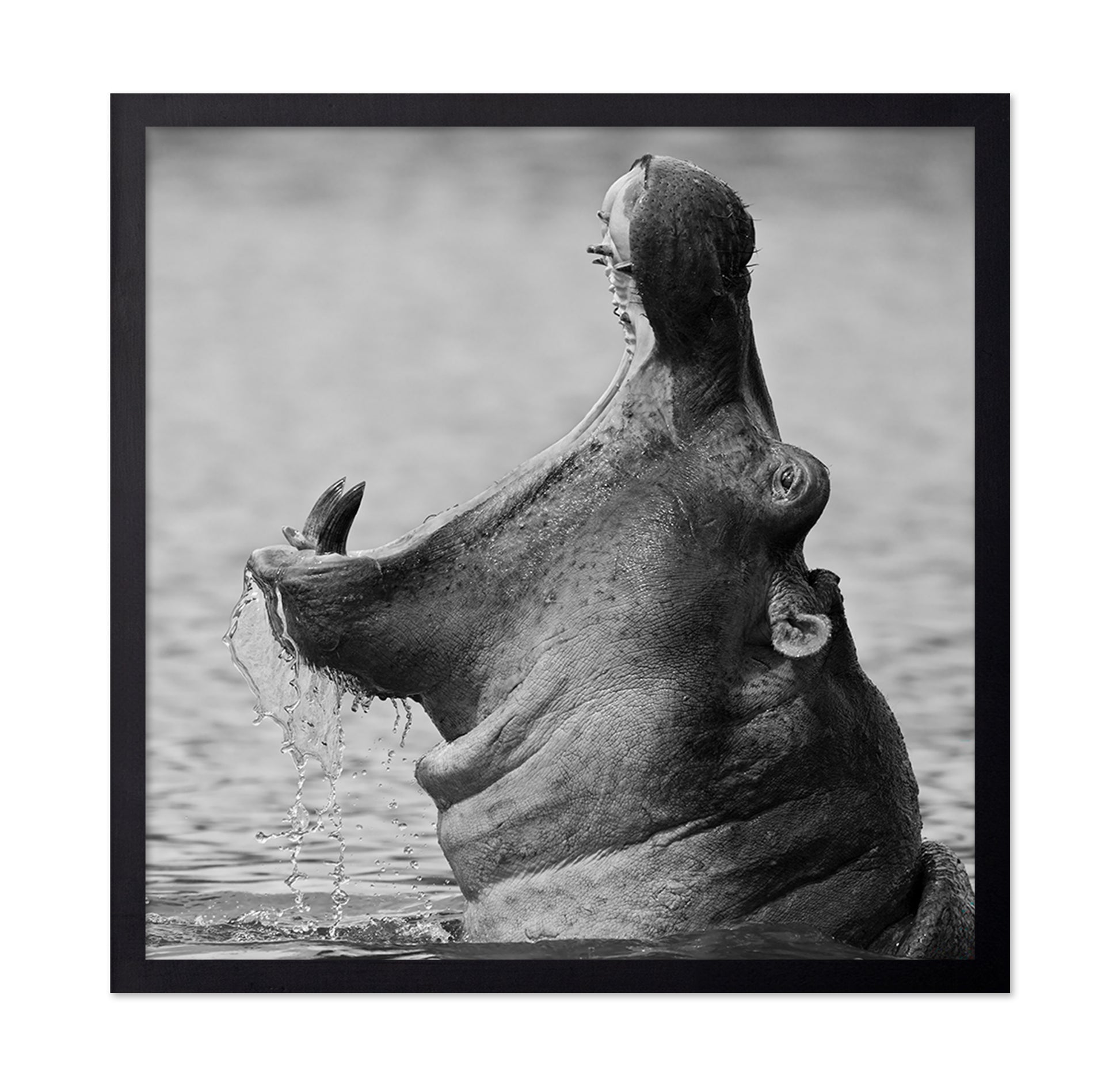 Yawning Hippopotamus