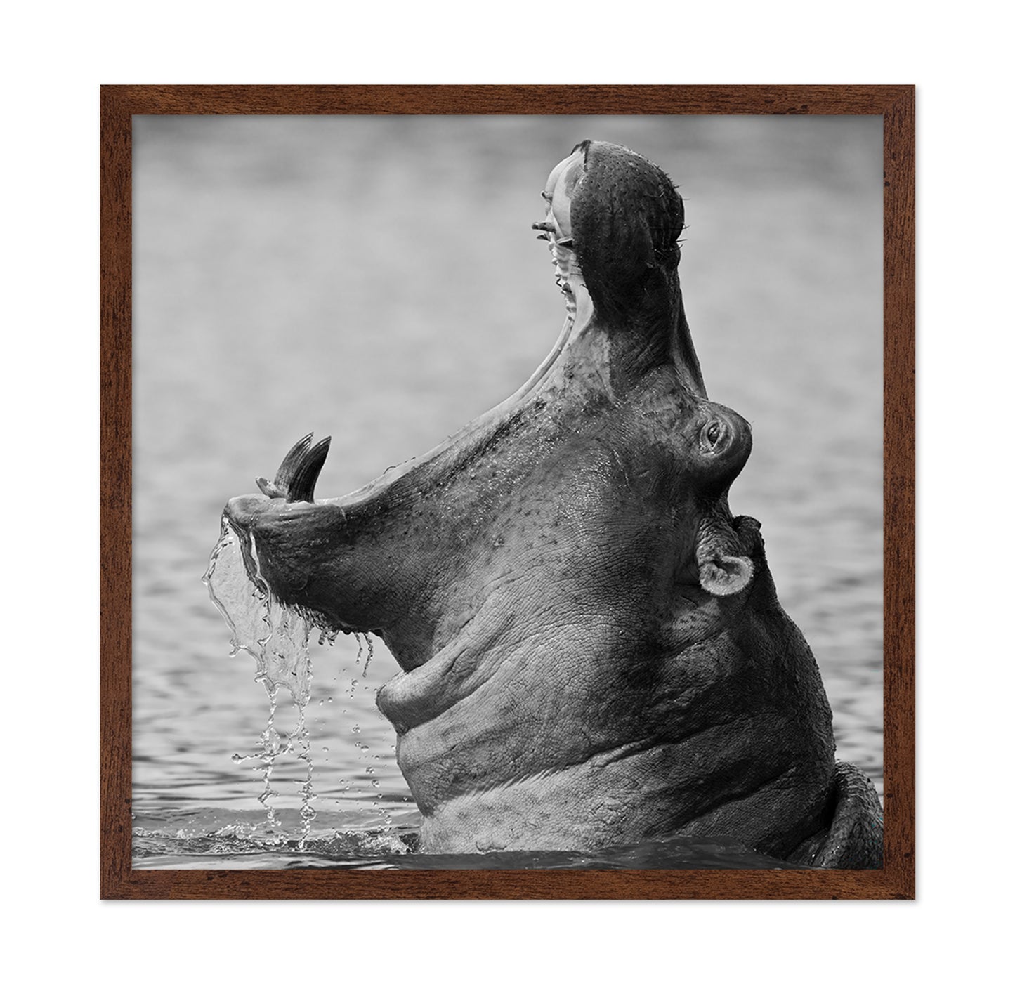 Yawning Hippopotamus
