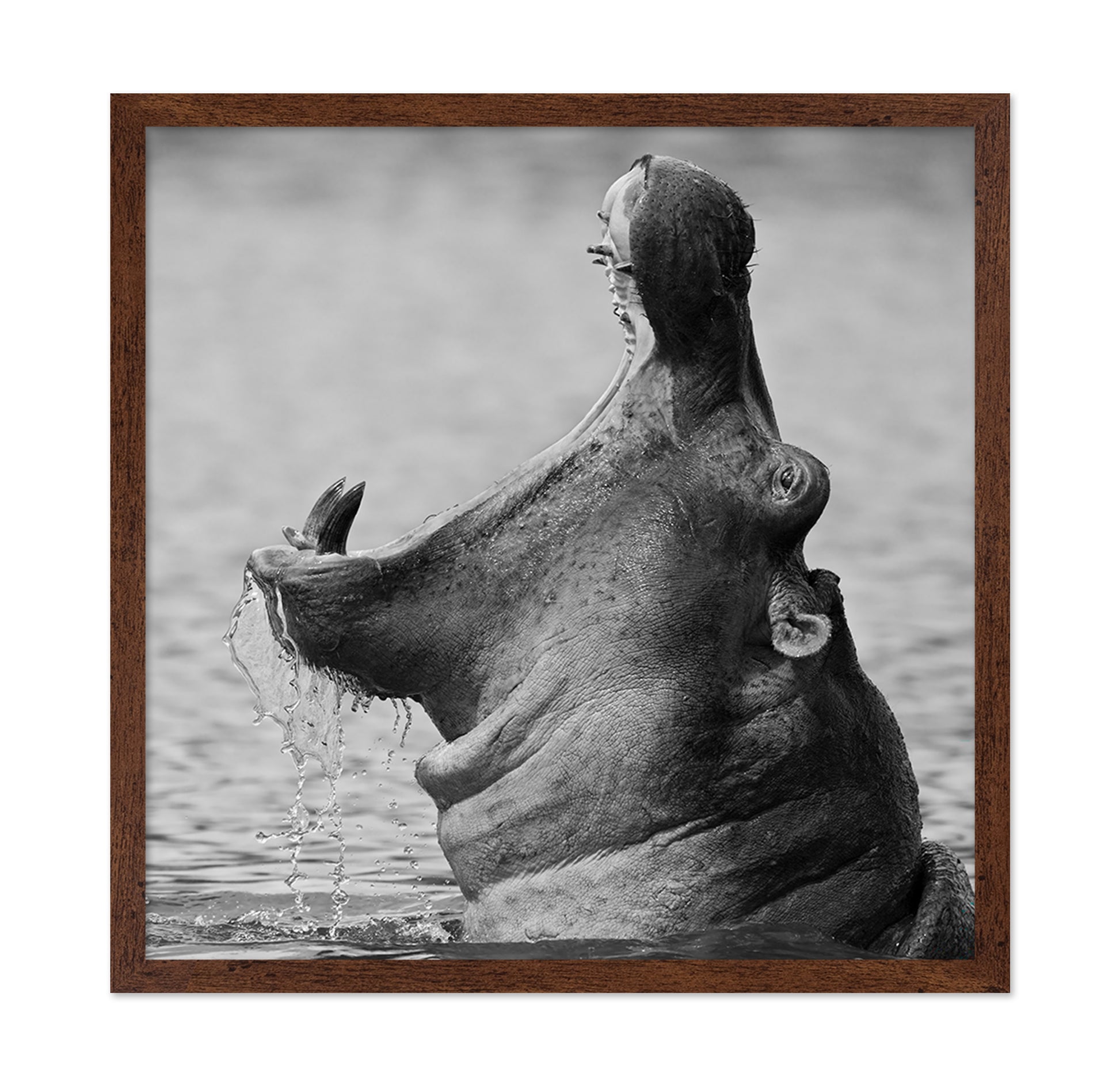 Yawning Hippopotamus