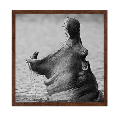 Yawning Hippopotamus