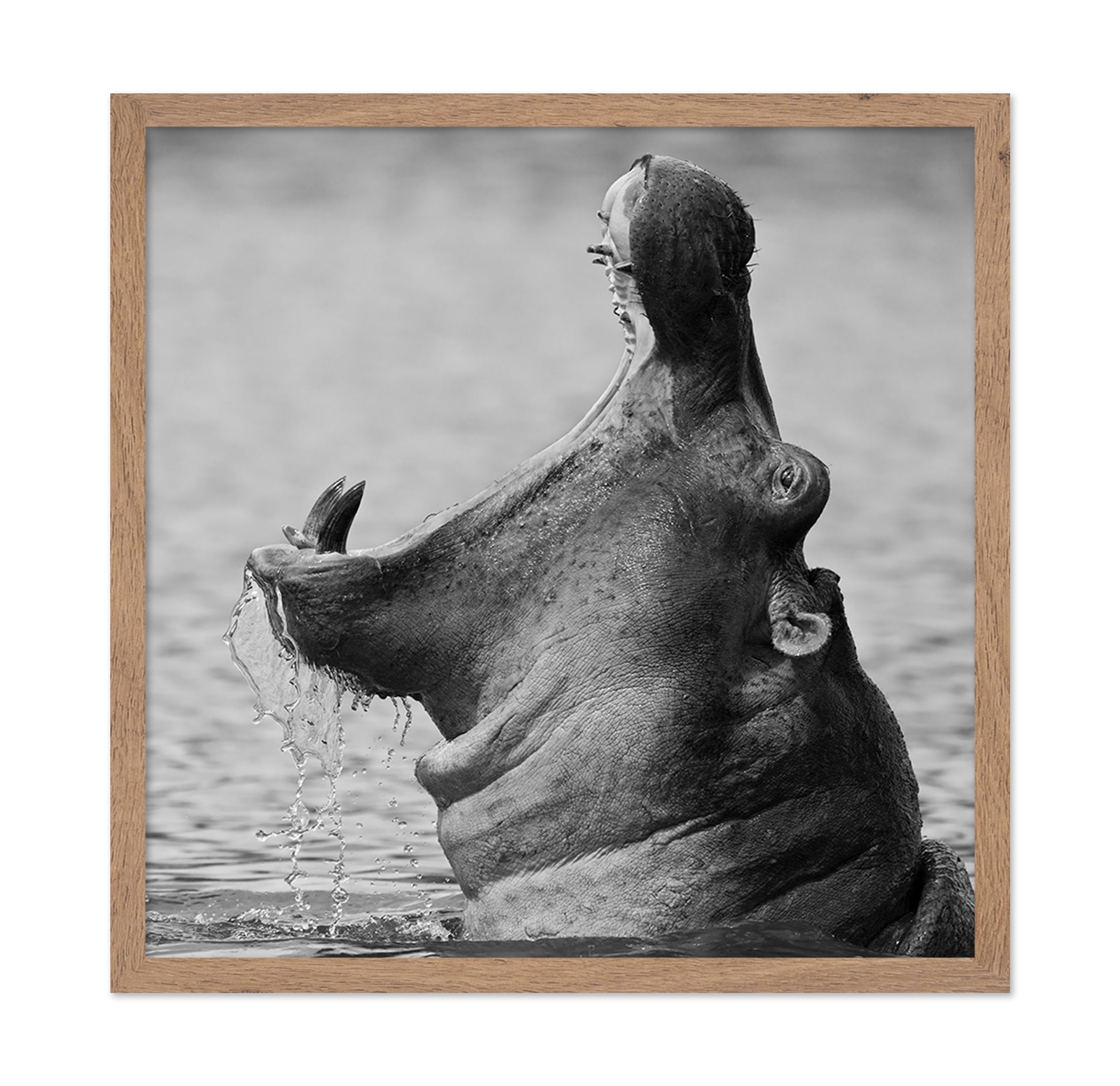 Yawning Hippopotamus