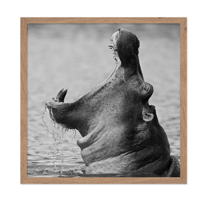 Yawning Hippopotamus