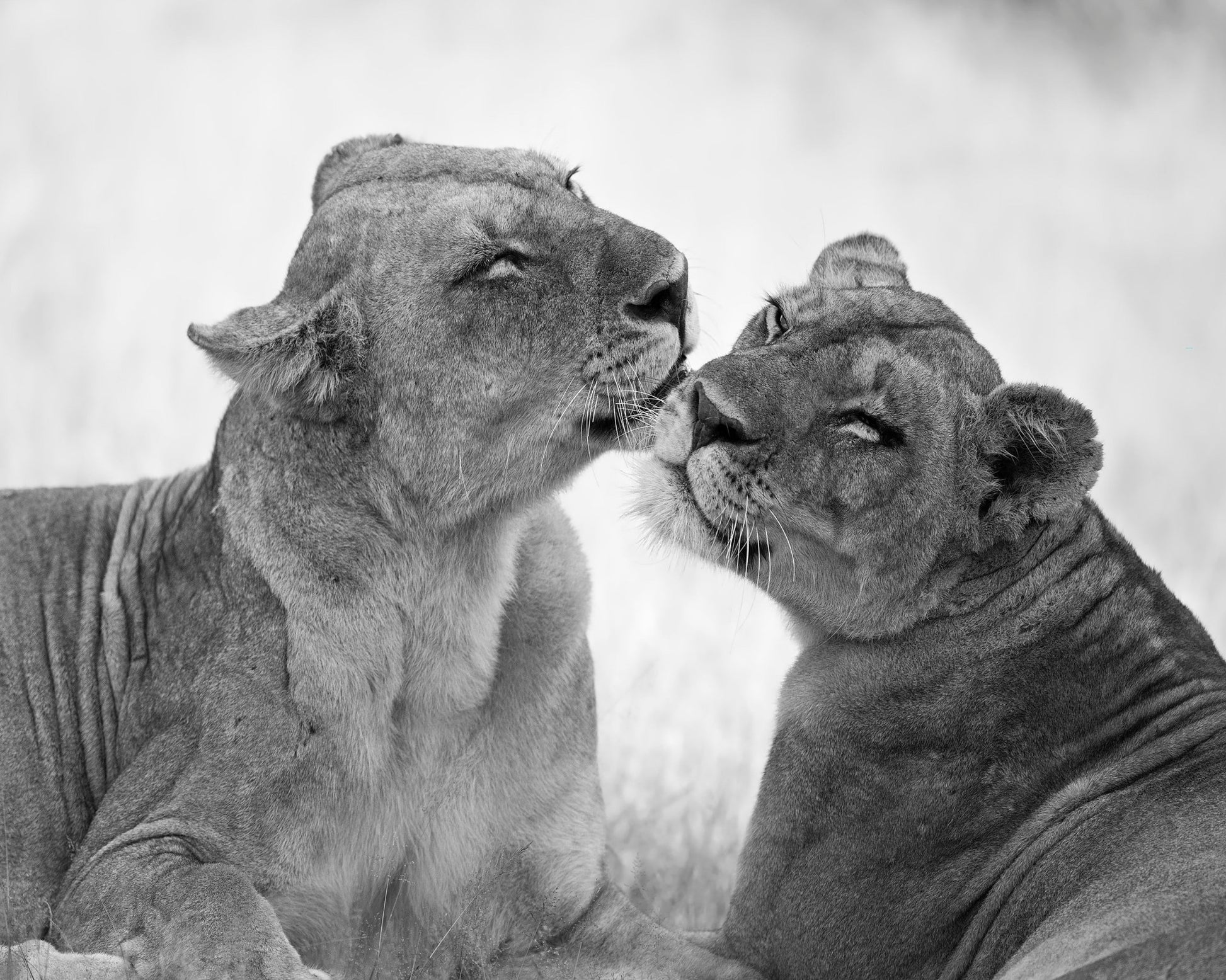 Affectionate Lions
