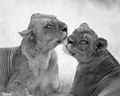 Affectionate Lions