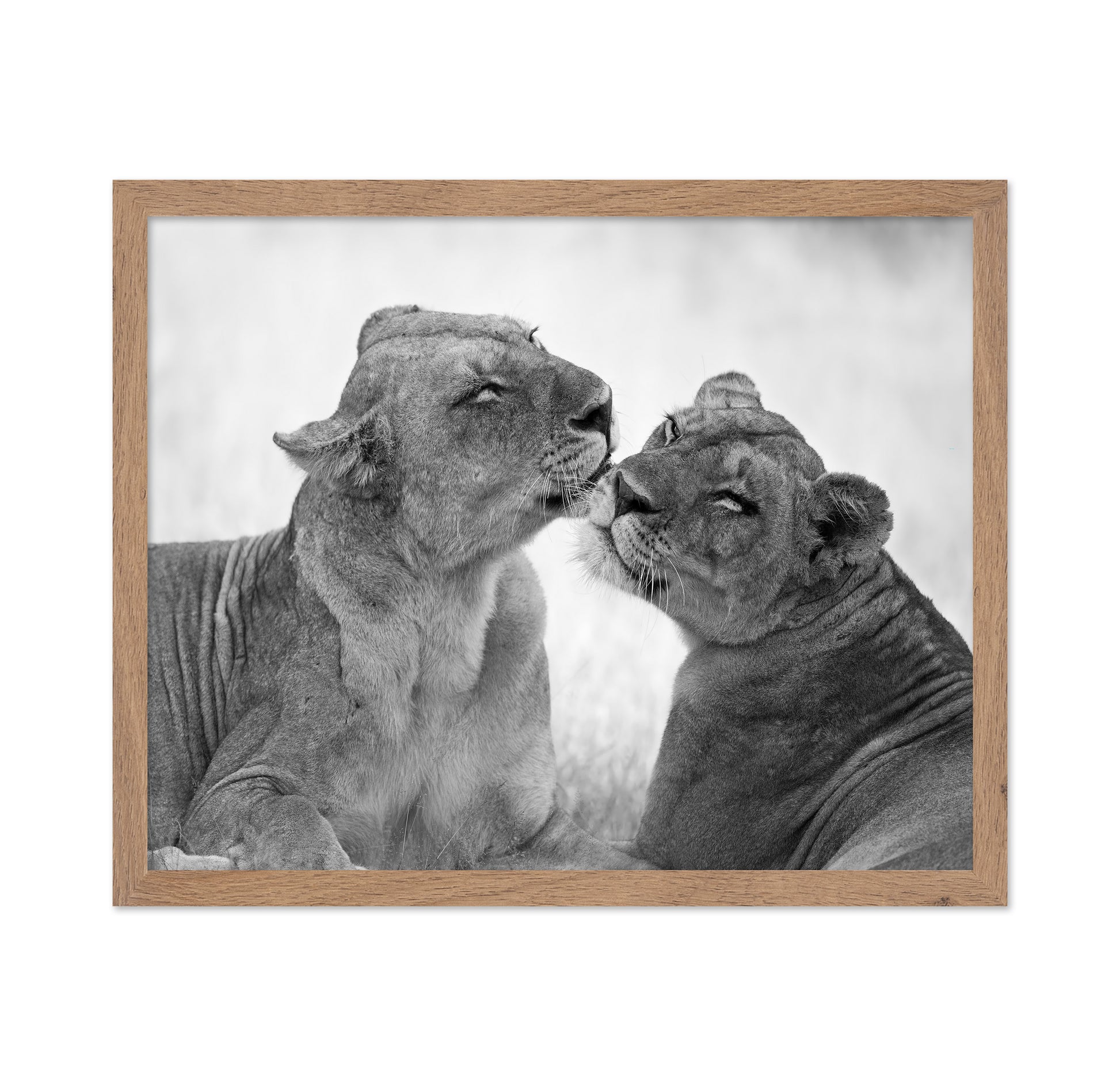 Affectionate Lions