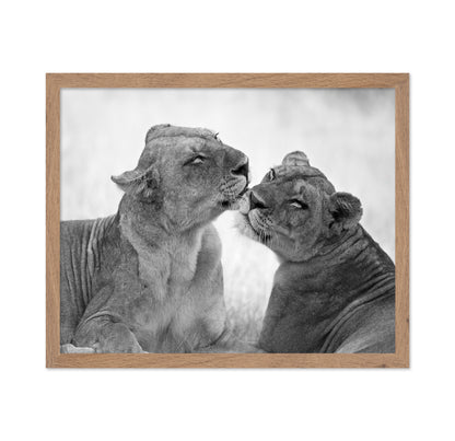 Affectionate Lions
