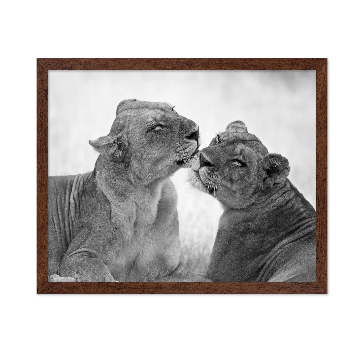 Affectionate Lions