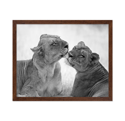 Affectionate Lions