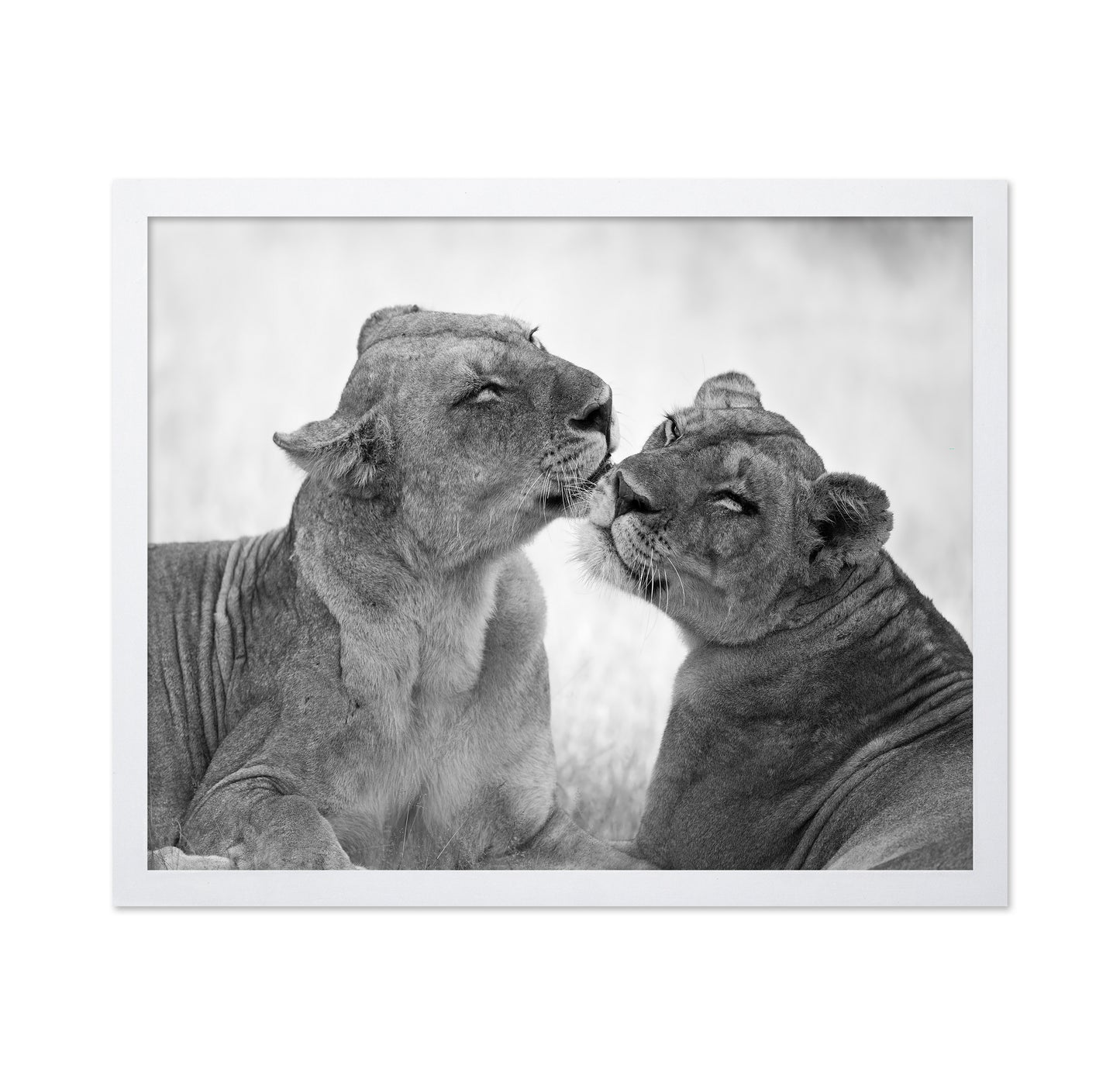 Affectionate Lions