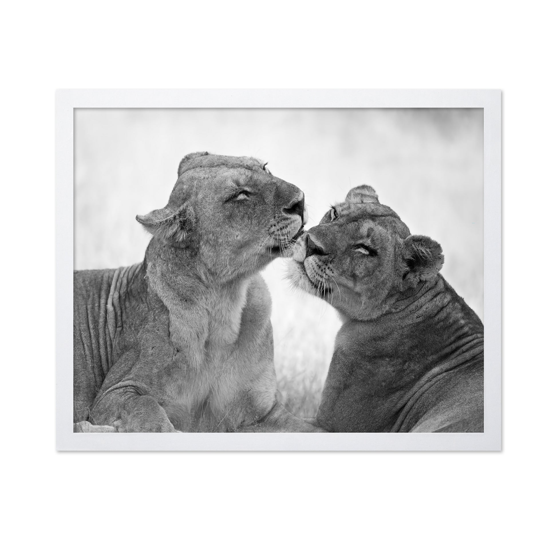 Affectionate Lions