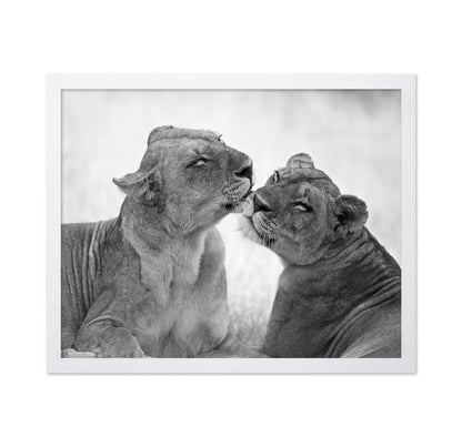 Affectionate Lions