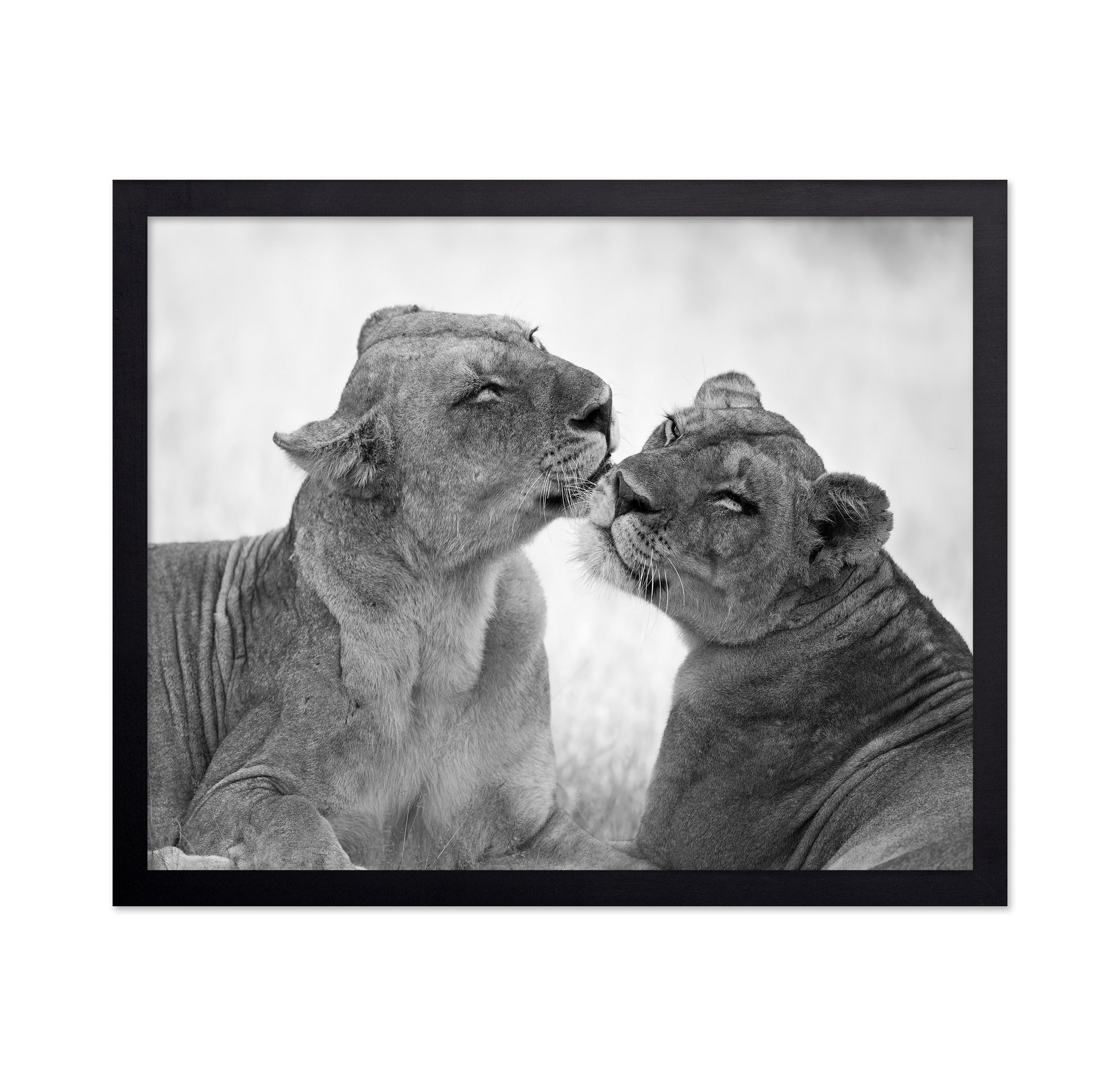 Affectionate Lions