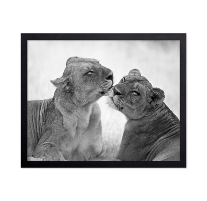 Affectionate Lions