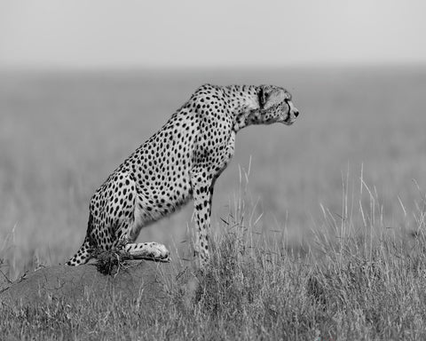 Cheetah on Watch