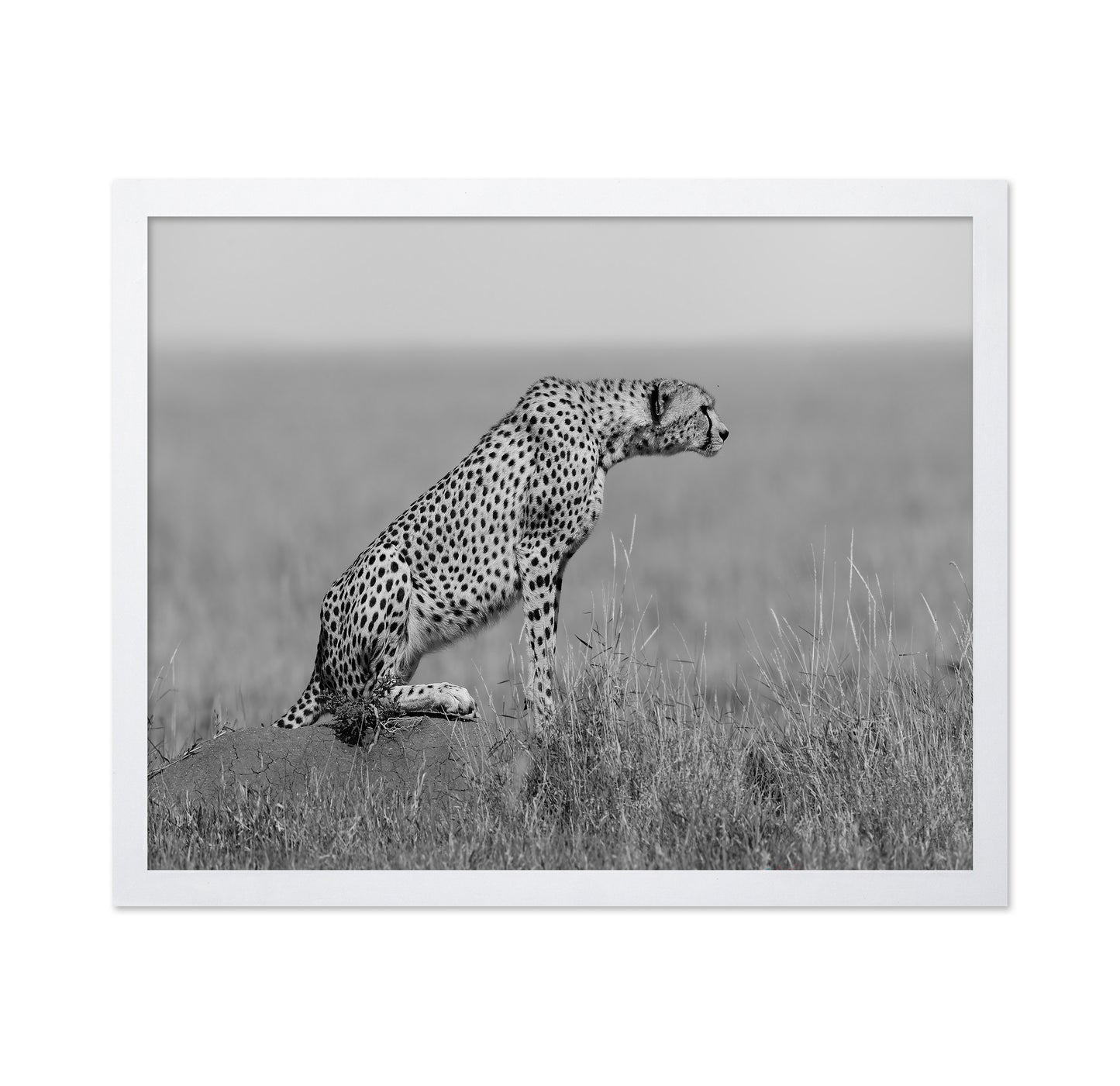 Cheetah on Watch