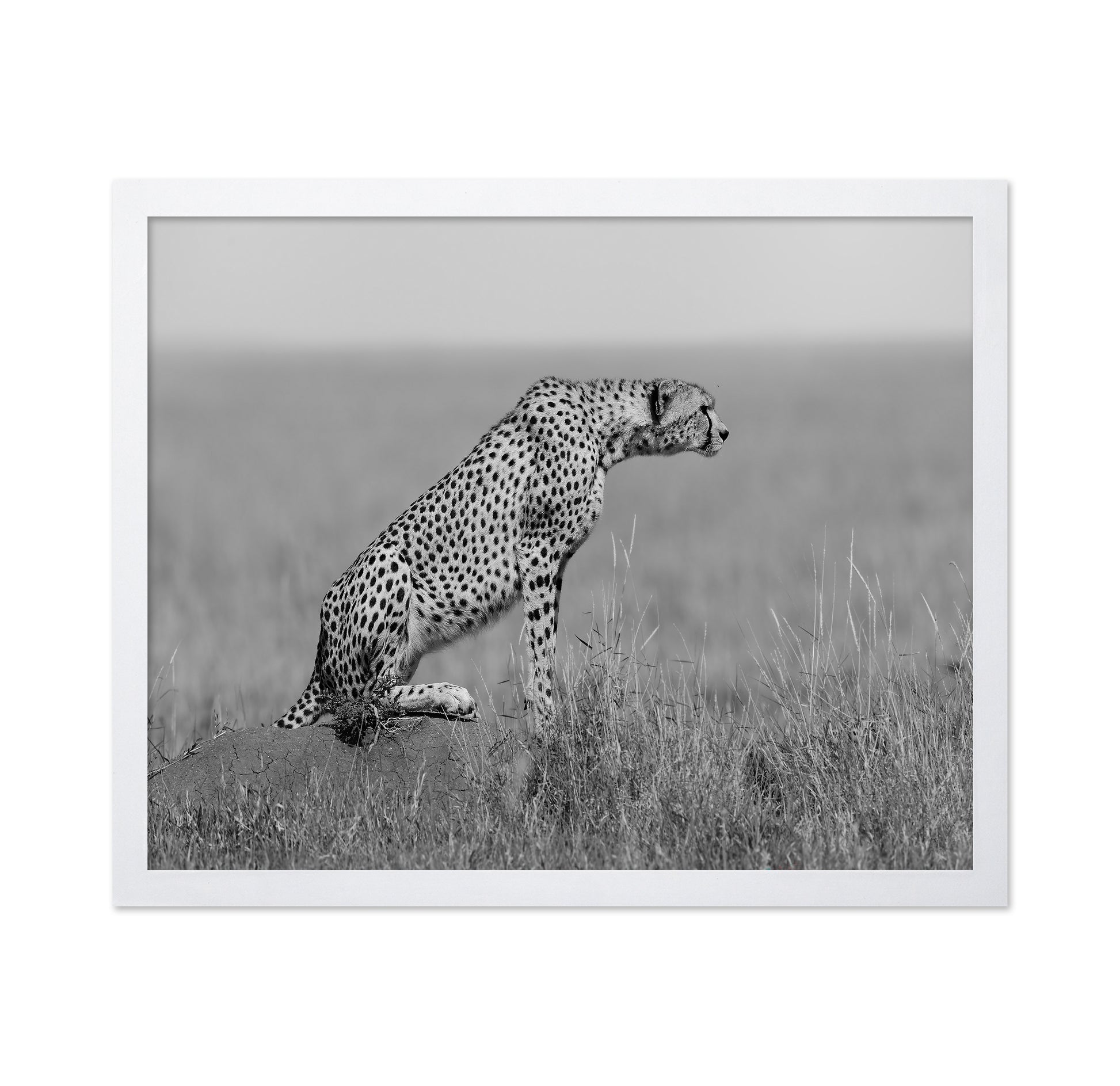 Cheetah on Watch