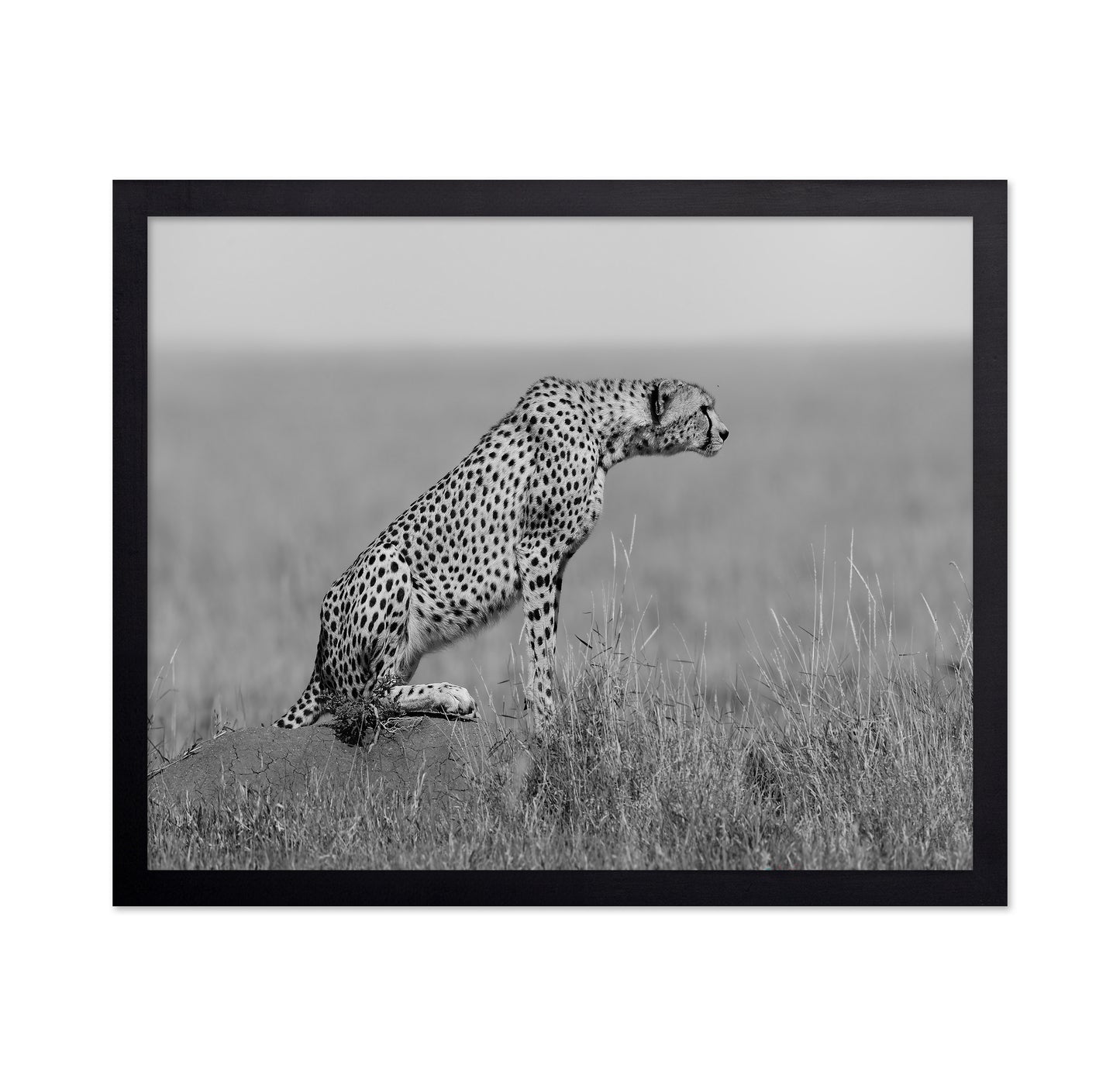 Cheetah on Watch