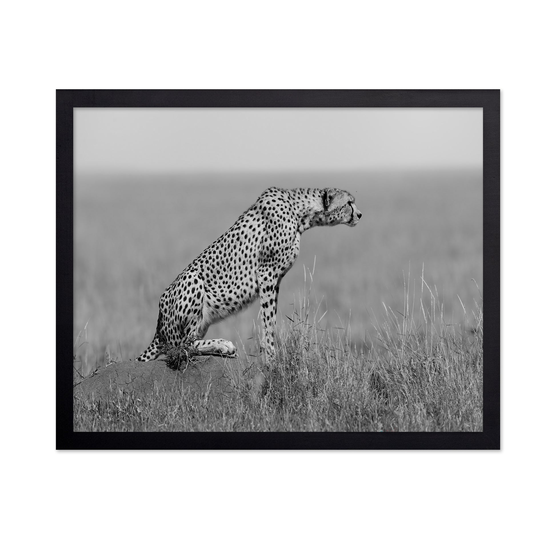 Cheetah on Watch